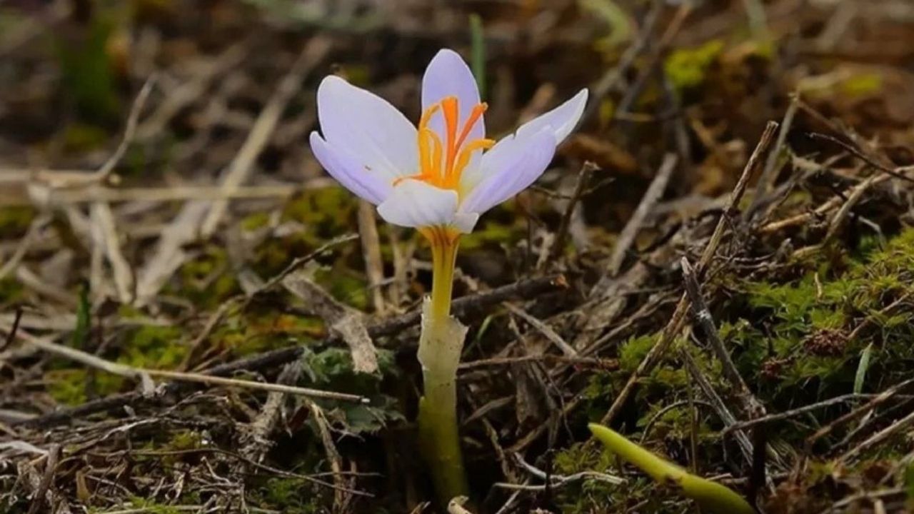 Baharın müjdecisi geliyor! İlk cemre ne zaman düşecek?