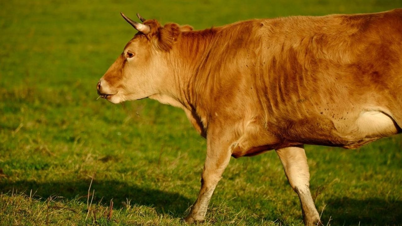 Kayseri'de et fiyatları ayrıştı: Dana arttı Kuzu geriledi