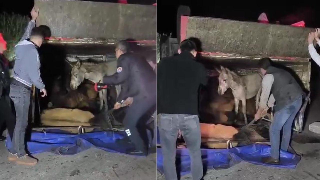 Eşek yüklü kamyonet devrildi! Yola savrulan eşekler yaralandı!