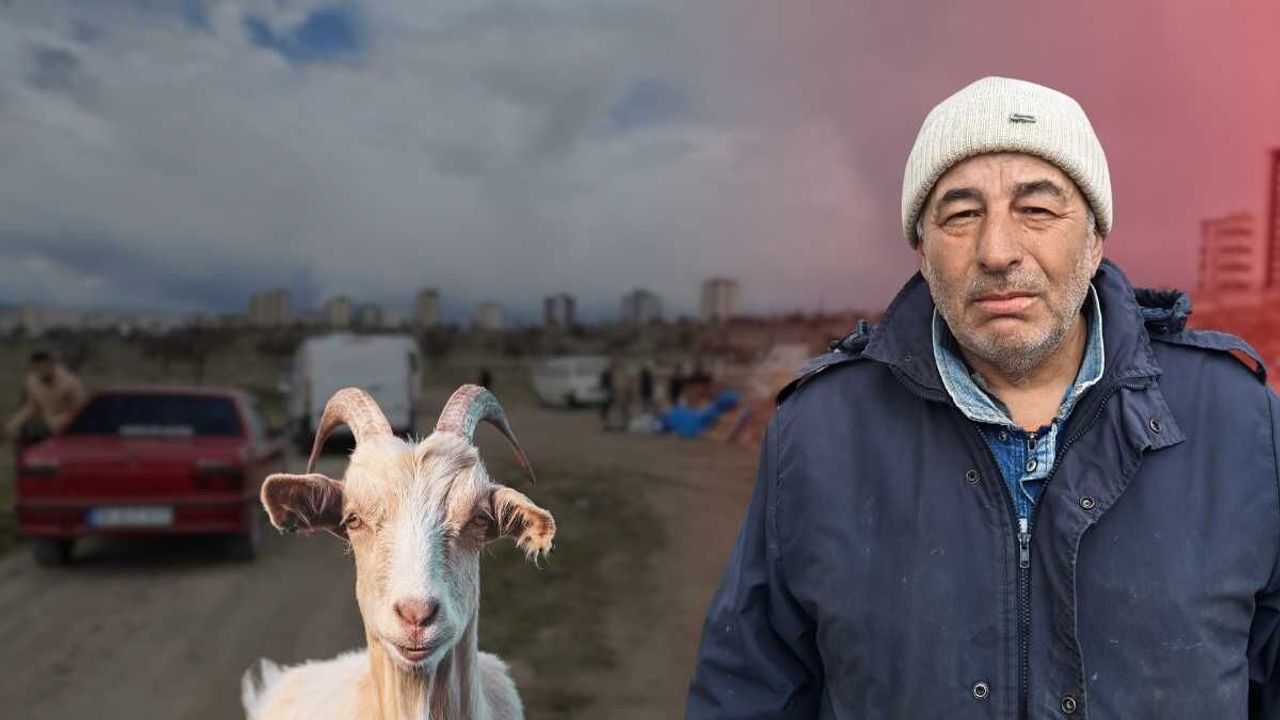 Kayseri’de ahıra saldırdılar: 6 keçi telef oldu!