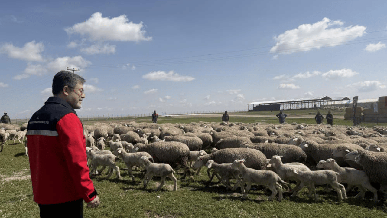 Tarım ve Orman Bakanı açıkladı: 95 dişi, 5 de erkek küçükbaş hayvan vereceğiz!