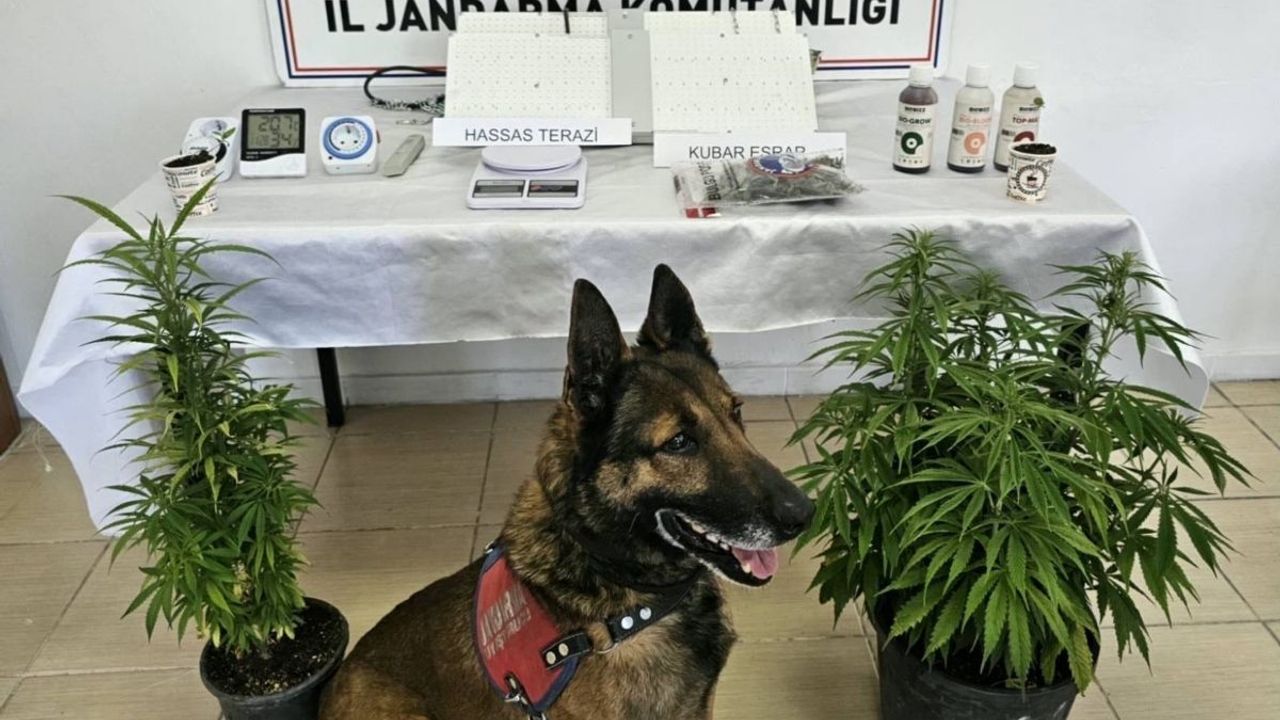 Kayseri'de narkotik operasyonu! Ekili halde skunk ve iklimlendirme sistemi ele geçirildi