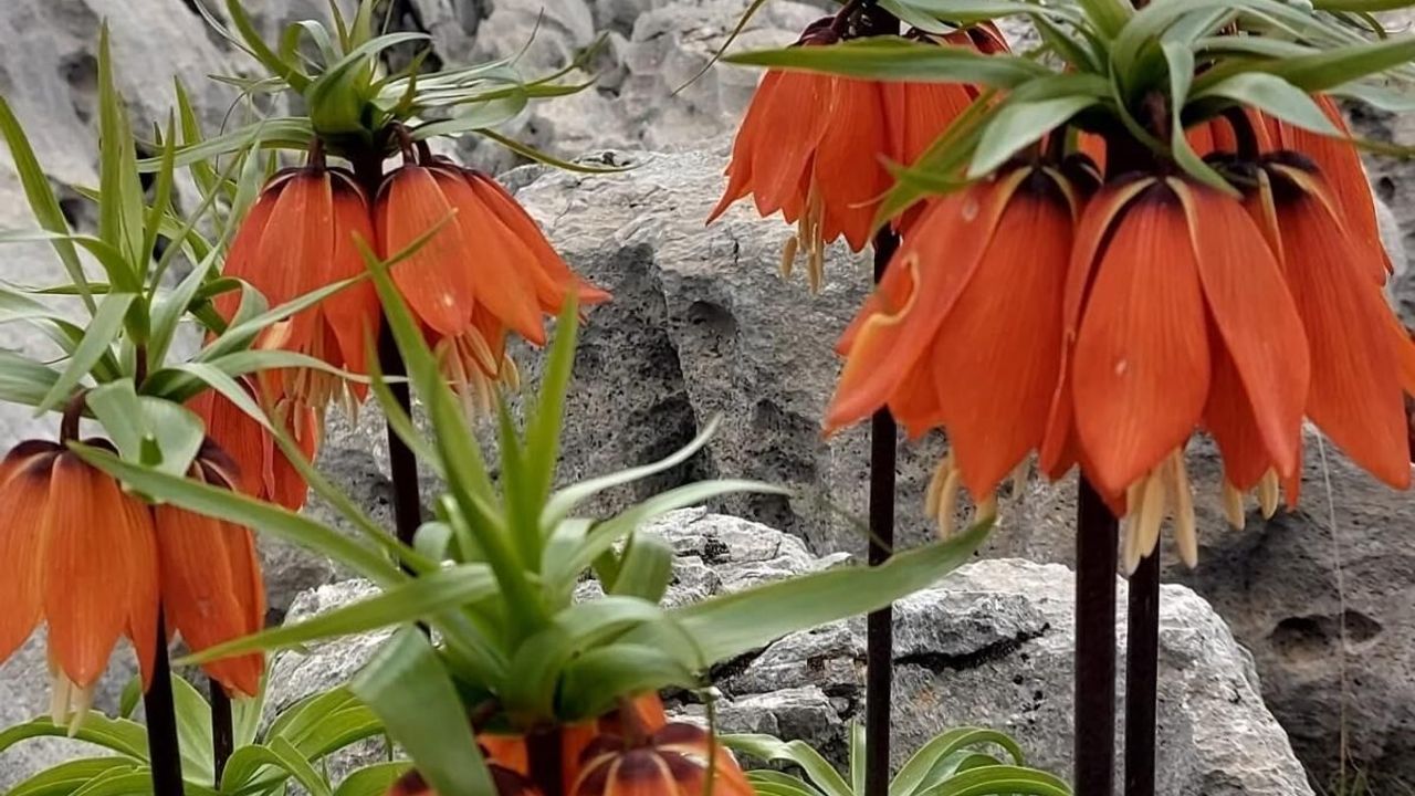 Bu çiçekleri koparmanın cezası 700 bin lira!