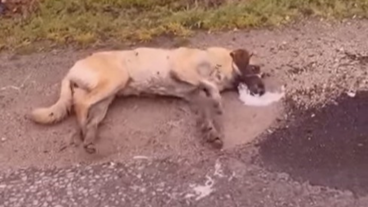 Niğde’de sokak köpekleri zehirlendi iddiası: Valilik açıklama yaptı