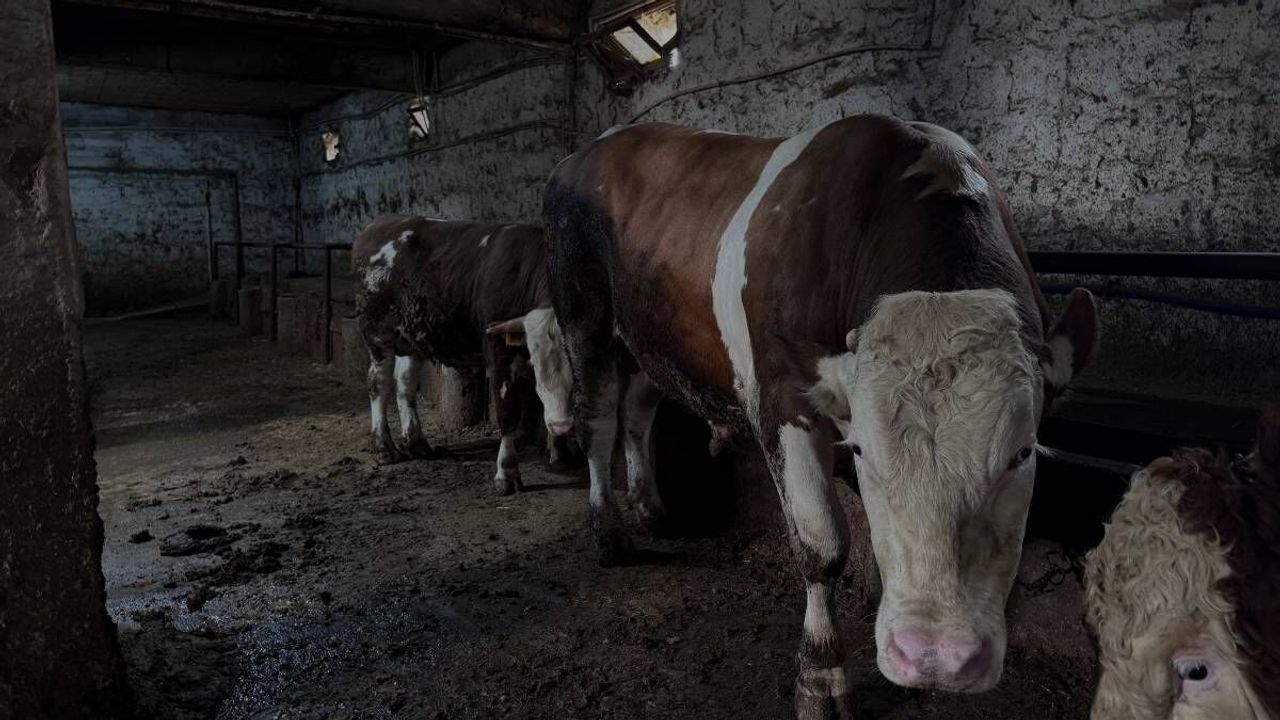 1 Ton ağırlığındaki 'Kocaoğlan' Kayseri'de alıcısını bekliyor! Fiyatı ne kadar?