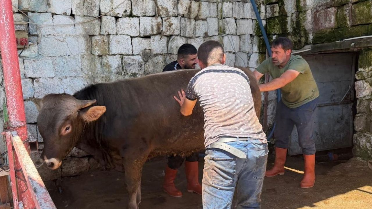 Besicinin kurban kâbusu: Fiyat düştü ama alıcı yok! ahırlar dolu kaldı
