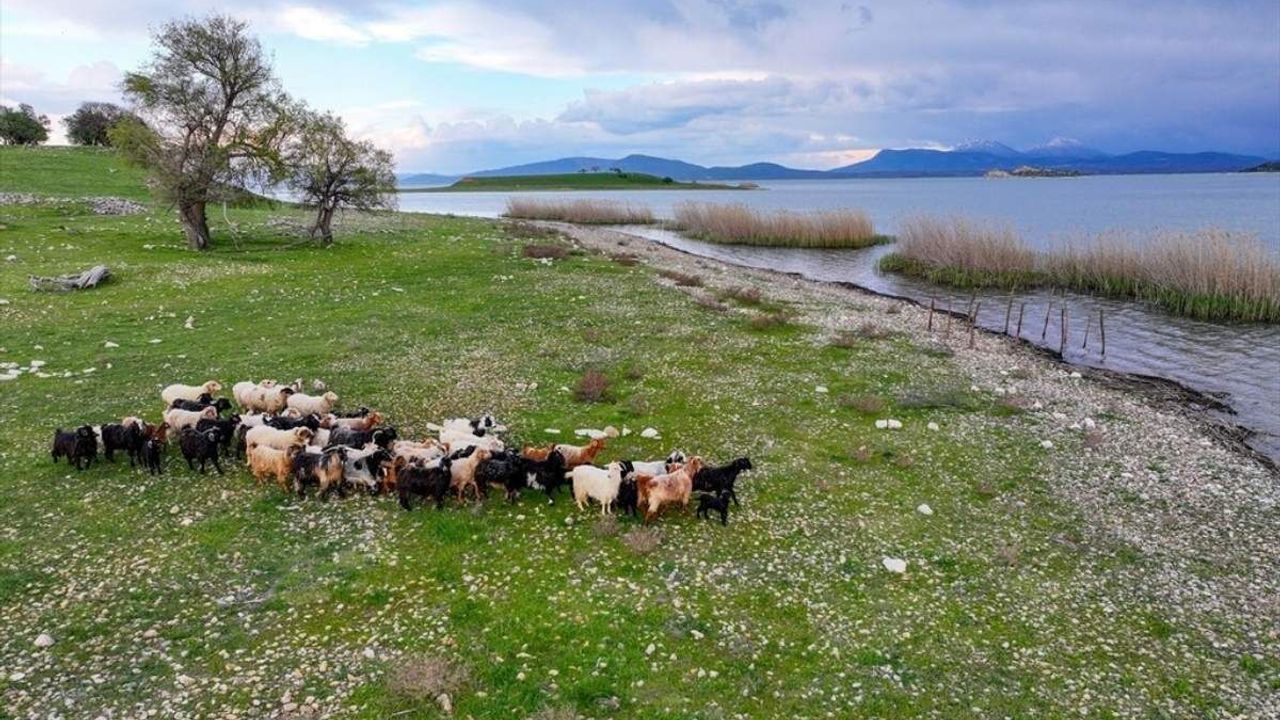 Türkiye’de bir ıssız adada sadece hayvanlar var!