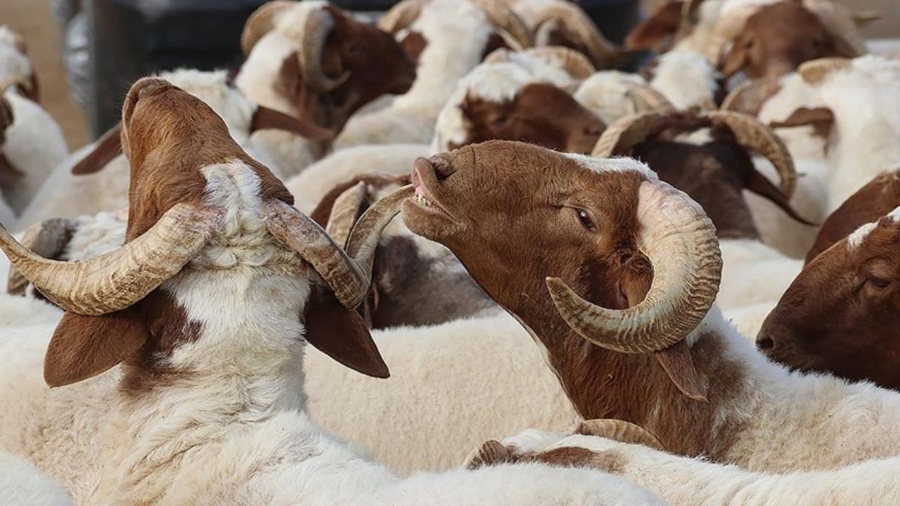 Kurban Bayramı tatili 9 gün oldu! Resmi açıklama geldi