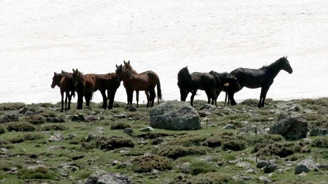Erciyes'te karlar eridi: Yılkı atları sahneye çıktı