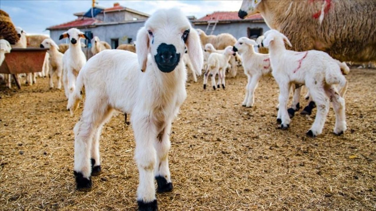 Bakanlık duyurdu: Kırsalda Bereket Küçükbaşa Destek Projesi sonuçları açıklandı!