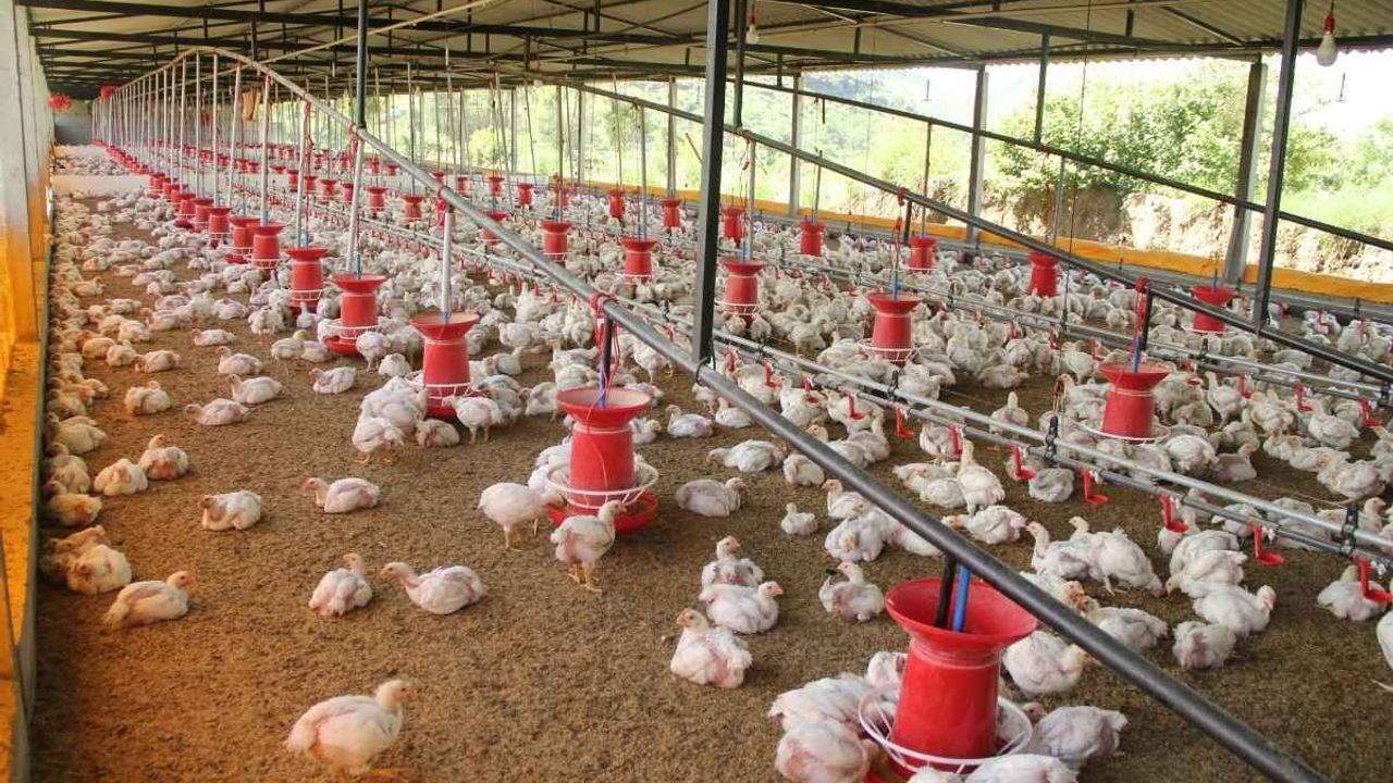 Nepal'de kuş gribi alarmı! Yaklaşık 570 bin kümes hayvanı itlaf edildi