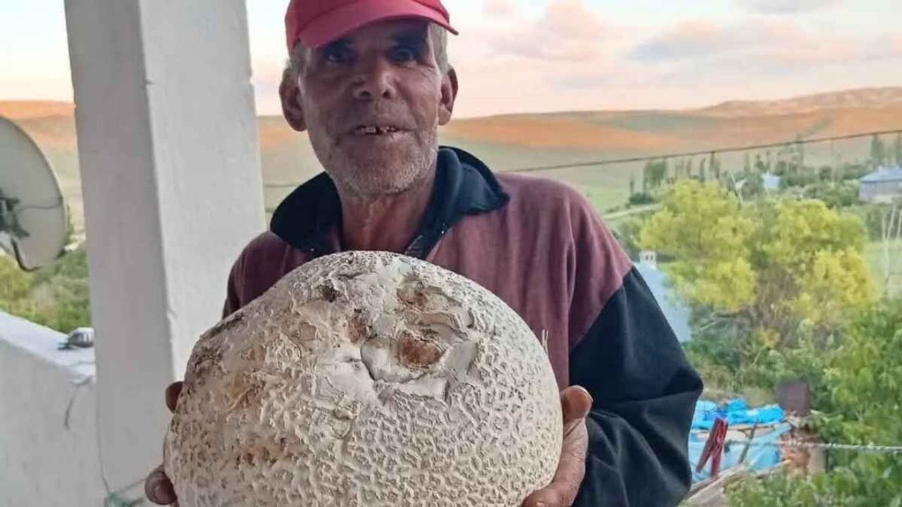Sarız'da dev mantarlar görenleri şaşırttı
