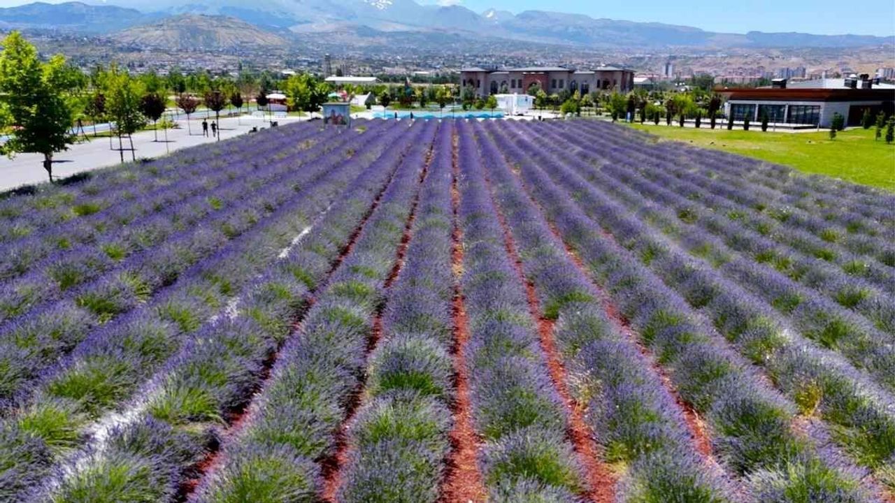 Kayserililerin yeni mekanı: Erciyes manzaralı mor bahçe!