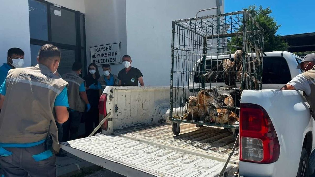 Kayseri'de tedavisi tamamlanan 35 yaban kuşu yeniden doğaya bırakıldı