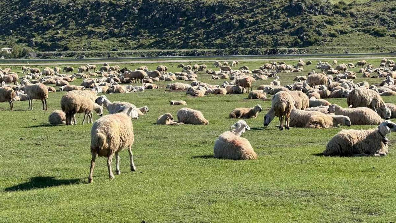 Kayseri’de ‘salgın’ iddiasına resmi tutanak açıklık getirdi: Hastalık bulaşıcı değil