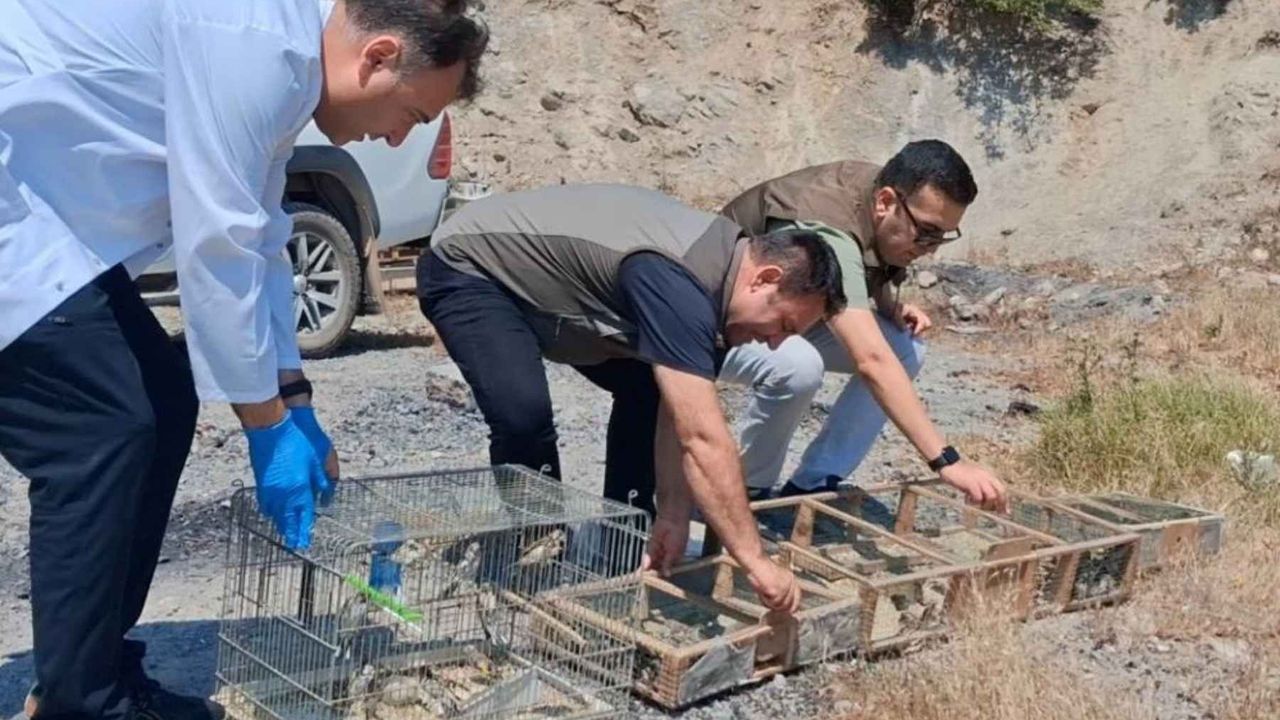 Kahramanmaraş'ta kaçak Saka kuşu avına 2,2 milyon TL ceza
