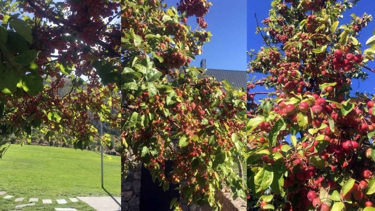Ali Dağı’nın zirvesinde manzara! Süs elması ağacı ilgi odağı oldu