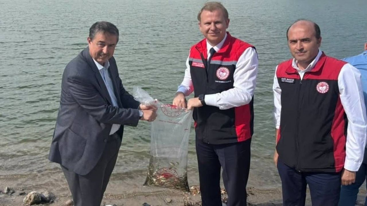 Kayseri Yeşihisar'da baraja yavru sazanlar bırakıldı