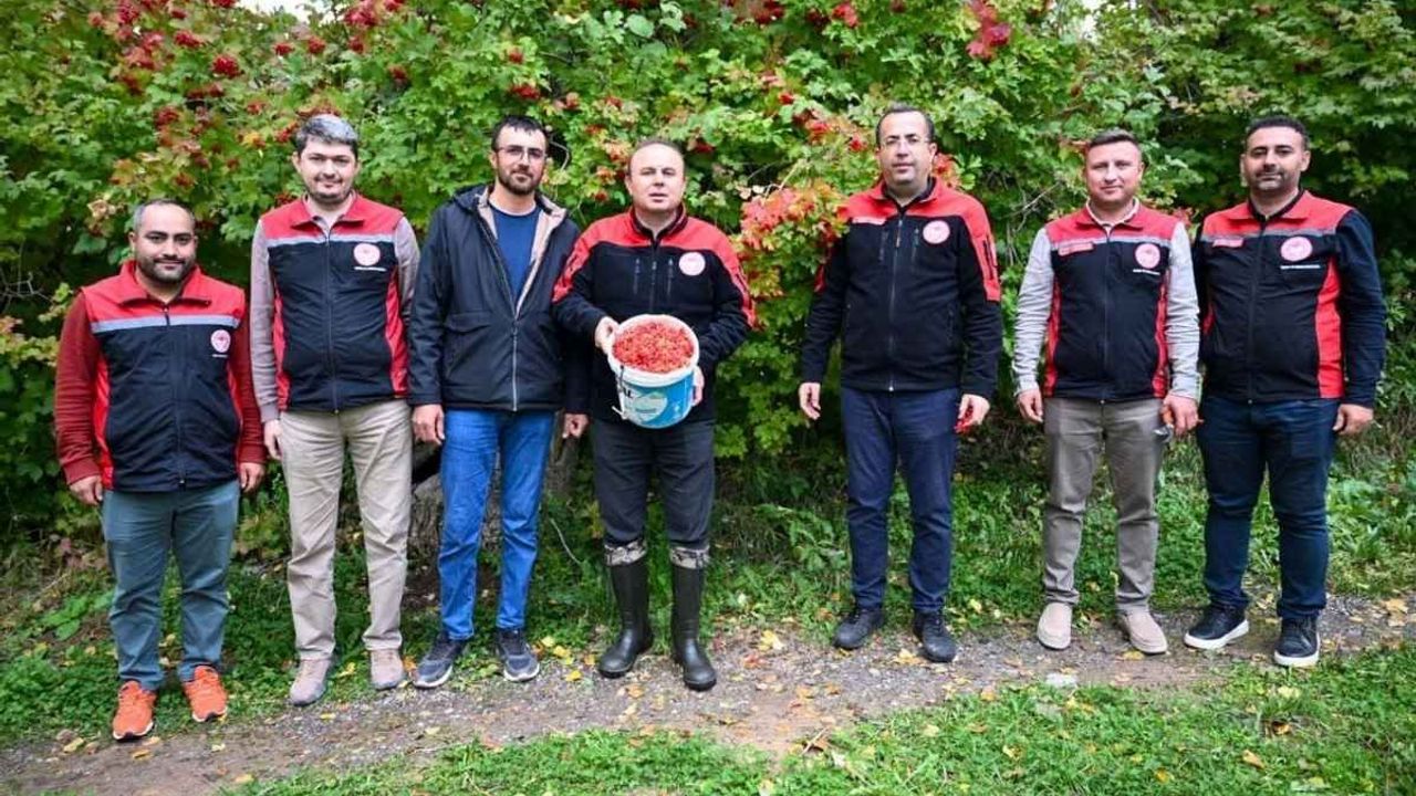 Kayseri Akkışla’da gilaburu hasadı başladı: Bereketli sezon dileği