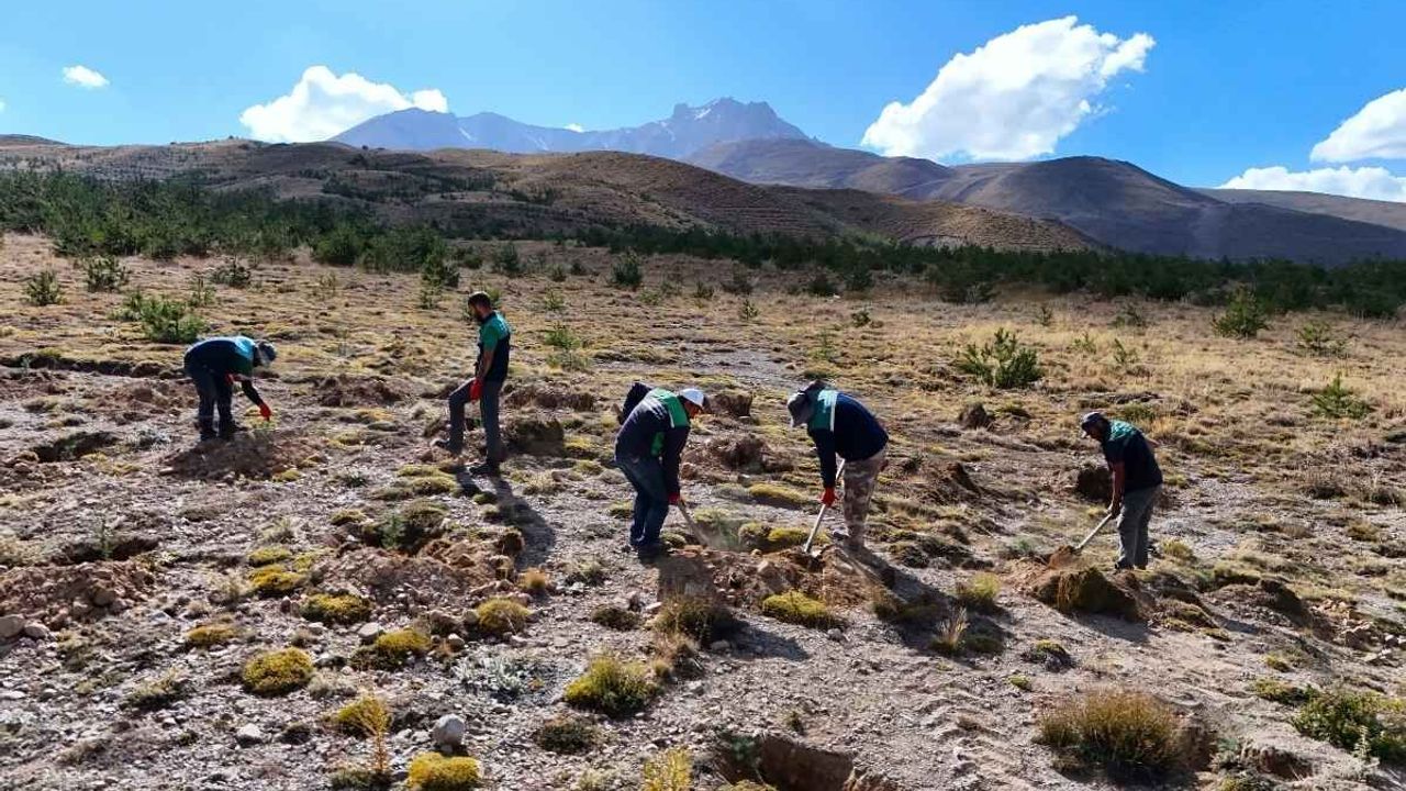 Erciyes’in doğasına can suyu: Yeşil seferberdik başlatıldı!