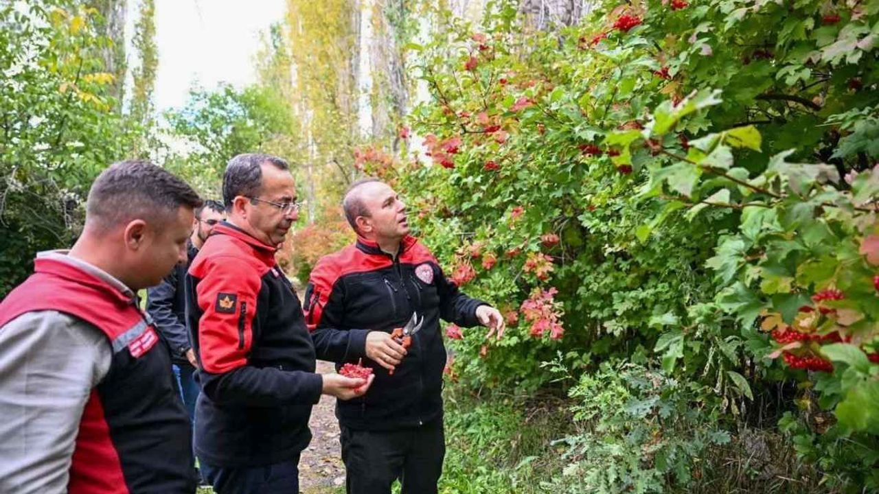 Kayseri’nin coğrafi işaretli ürününde hasat başladı: Fiyatı bu yıl ne kadar?