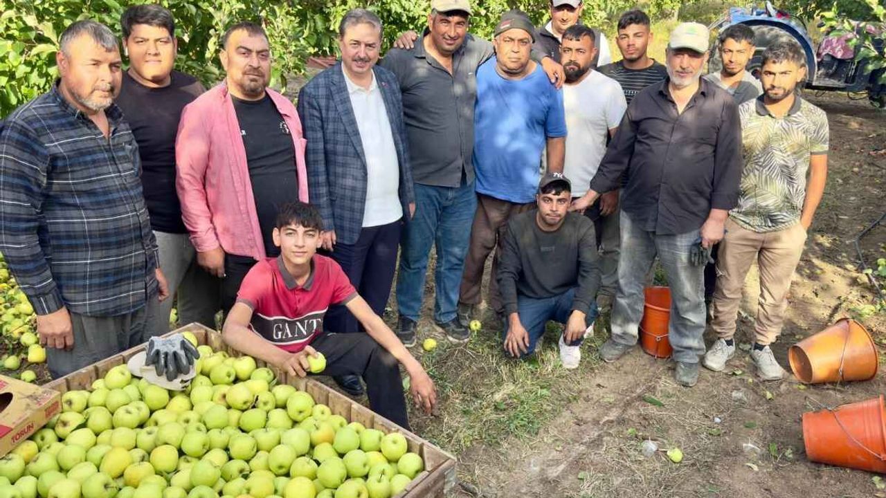 Yeşilhisar’da elma hasadı sürüyor: Kayadibi’nin elmaları dalından sofralara uzanıyor!