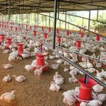Nepal'de kuş gribi alarmı! Yaklaşık 570 bin kümes hayvanı itlaf edildi