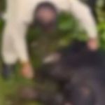 İki kardeşi diri diri yiyen ayıyı katlettiler