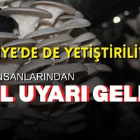 Genel
