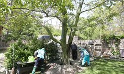 Yarım asırlık ağaç hastalandı, belediye ekipleri yetişti