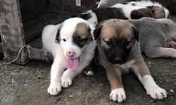 Yavru köpeği acımasızca tekmeledi!