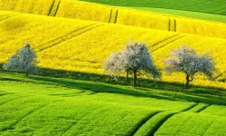 Kayseri'de 2 arsa birden satılacak! Bünyan'da oturanlara iyi haber oldu
