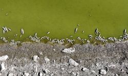 Felahiye’de Tozlu Göleti kurudu, balıklar telef oldu