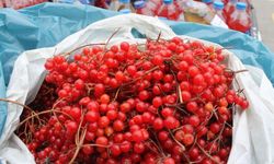 Kayseri’de yetişiyor: Altından daha değerli ve her derde deva