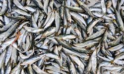 Kayserililerin en çok tükettiği balık olan Hamsi azalıyor