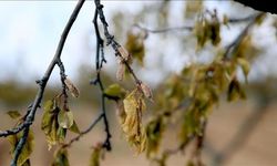 Bakanlıktan ÇKS üyelerine zirai don desteği! ÇKS üyesi nasıl olunur?