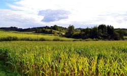 Kayseri'nin güzel yerindeki tarla devlet aracılığıyla bu nedenle ucuza satılacak