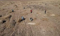 Kayseri'de küllerinden doğan servet bataklığın içinden Avrupa'ya uzanıyor!