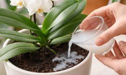 Kayseri’de Evde Bitki Büyütenler Dikkat: Bu Karışım Bitkilerinize Seviye Atlattırıyor