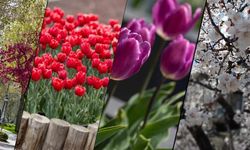 Kayseri baharın renklerine büründü!