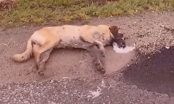 Niğde’de sokak köpekleri zehirlendi iddiası: Valilik açıklama yaptı