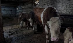 1 Ton ağırlığındaki 'Kocaoğlan' Kayseri'de alıcısını bekliyor! Fiyatı ne kadar?