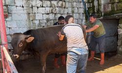 Besicinin kurban kâbusu: Fiyat düştü ama alıcı yok! ahırlar dolu kaldı