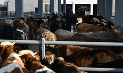 Kurban Kaçarsa ya da hasta çıkarsa ne yapılmalı?