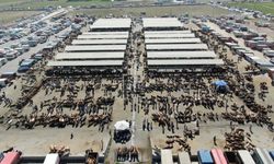 Kayseri’den herkes oraya akın etti: 1 ton 400 bin TL’den satılıyor!