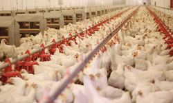Beyaz et sektöründe piyasa manipülasyonu ! 8 ilde eş zamanlı baskın, 32 gözaltı