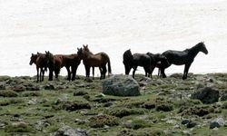 Erciyes'te karlar eridi: Yılkı atları sahneye çıktı