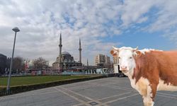 Kayseri’de Kurban Bayramı bilançosu belli oldu