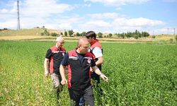 Kayseri'nin Kocasinan ilçesinde aspir tarlalarında fenolojik gözlem!