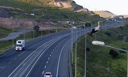 Kayseri’de leyleklerin yeni durağı: Akın ettiler!